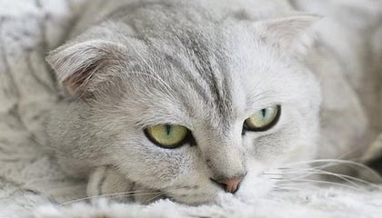 桐乡2026年最新杭州高端商务伴游招聘网渠道分享(最方便真实的桐乡茉莉伴游伴游天下全国联盟方法)