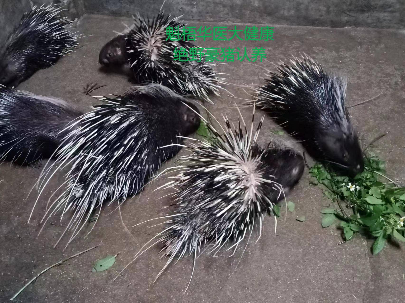 最新豪猪回收商家方法分析(最方便真实的桐乡豪猪卖去什么地方方法)
